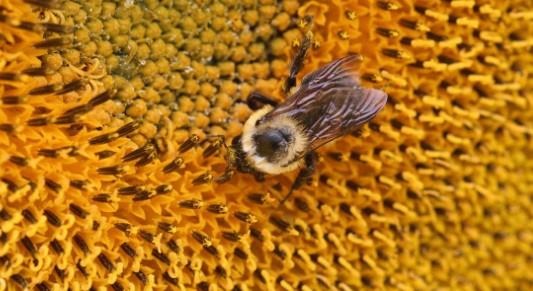 pollinators-are-active-sunflower